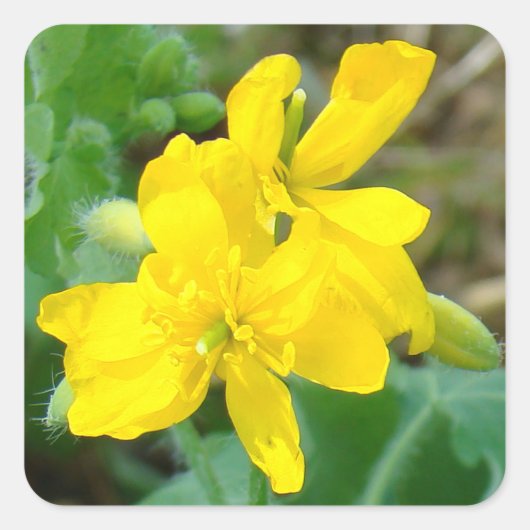 F44 Gelbe Wildblumen WildSenf Quadratischer Aufkleber (Vorderseite)