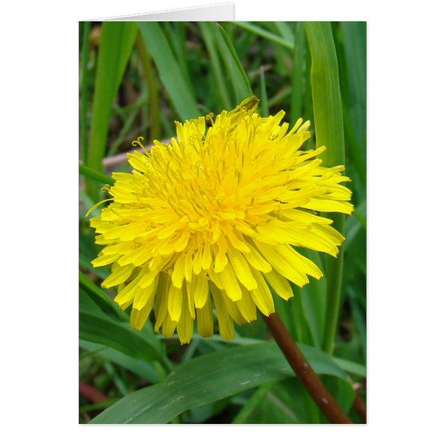 F45 Dandelion "Taraxacum officinale" (Vorne)