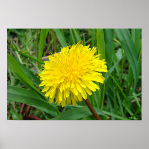 F45 Dandelion "Taraxacum officinale" Poster