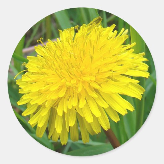 F45 Dandelion "Taraxacum officinale" Runder Aufkleber (Vorderseite)