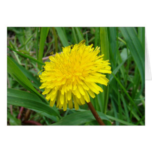 F45 Löwenzahn "Taraxacum officinale"