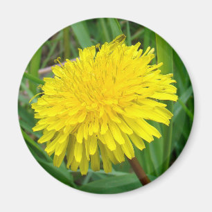 F45 Löwenzahn "Taraxacum officinale" Magnet