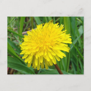 F45 Löwenzahn "Taraxacum officinale" Postkarte