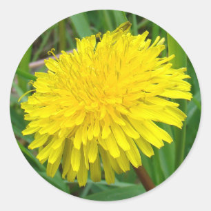 F45 Löwenzahn "Taraxacum officinale" Runder Aufkleber