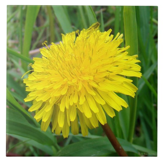 F45 Lüster "Taraxacum officinale" Fliese (Vorderseite)