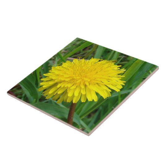 F45 Lüster "Taraxacum officinale" Fliese (Seite)