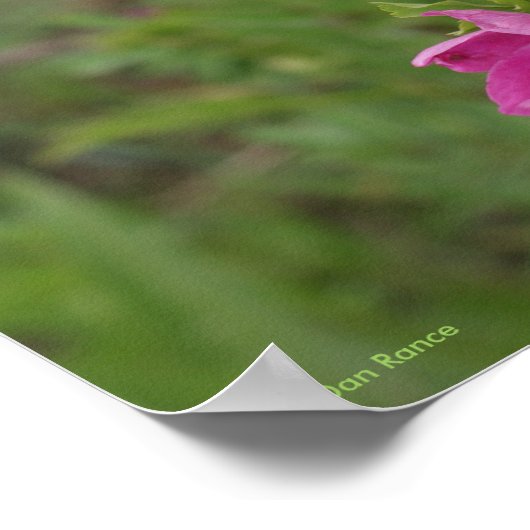 F46 Wilde Rose Poster (Ecke)