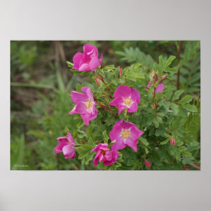 F46 Wilde Rose Poster