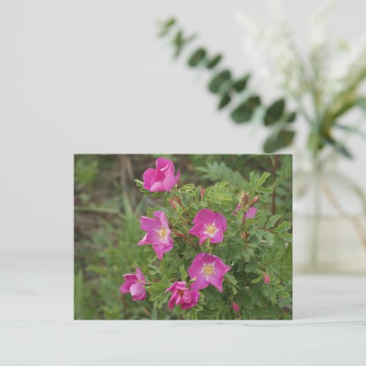 F46 Wilde Rose Postkarte (Stehend Vorderseite)