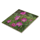 F46 Wilde Rosen Fliese (Seite)