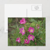 F46 Wilde Rosen Postkarte (Vorne/Hinten)