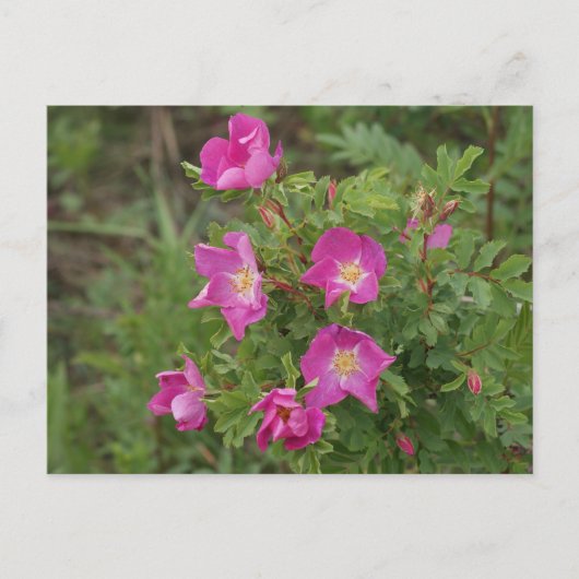 F46 Wilde Rosen Postkarte (Vorderseite)