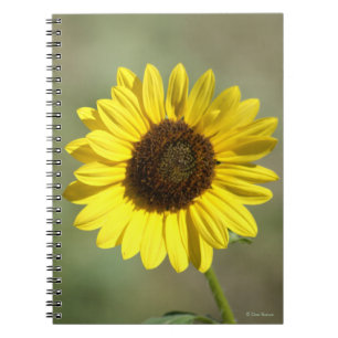 F47 Gelbe Wildblume Gemeinsame jährliche Sonnenblu Notizblock