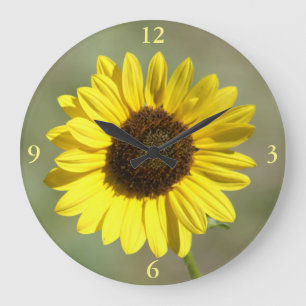 F47 Gelbe Wildblume Gewöhnliche Einjährige Sonnenb Große Wanduhr
