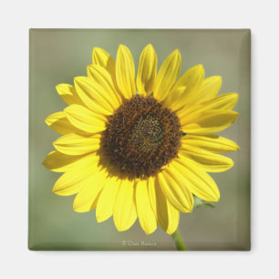 F47 Gelbe Wildblume Gewöhnliche Einjährige Sonnenb Magnet