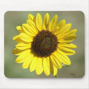 F47 Gelbe Wildblume Gewöhnliche Einjährige Sonnenb Mousepad