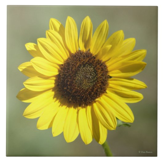 F47 Gelbe Wildblume Häufig Jährliche Sonnenblume Fliese (Vorderseite)