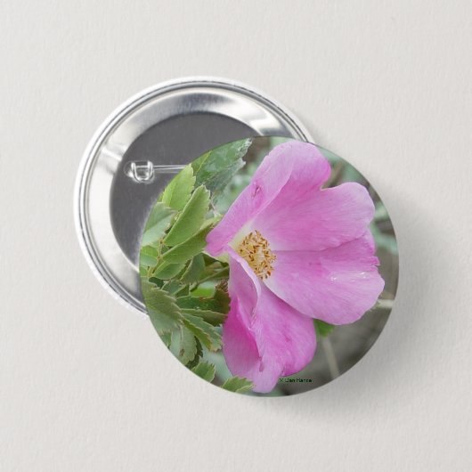 F4 Alberta Wild Rose Button (Vorne & Hinten)