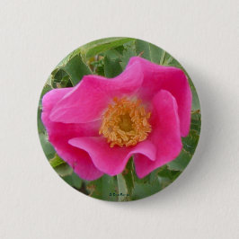 F4 Alberta Wild Rose Button