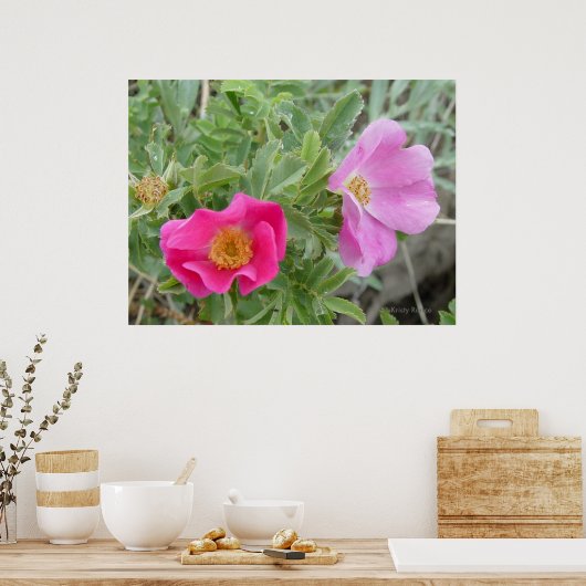 F4 Alberta Wilde Rose Poster (Küche)