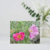 F4 Alberta Wilde Rose Postkarte (Stehend Vorderseite)
