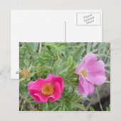 F4 Alberta Wilde Rose Postkarte (Vorne/Hinten)