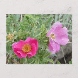 F4 Alberta Wilde Rose Postkarte