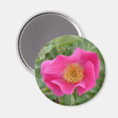 F4 Wilde Rose Magnet (Vorderseite/Rückseite)