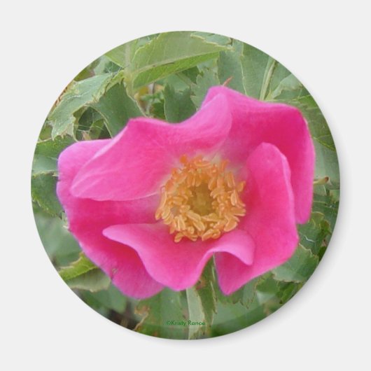 F4 Wilde Rose Magnet (Vorne)