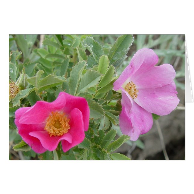 F4 Wilde Rosen (Vorderseite (Horizontal))