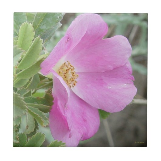 F4b Wilde Rose Fliese (Vorderseite)