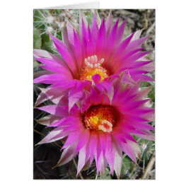 F5 Ball Cactus Blume "Escobaria vivipara"