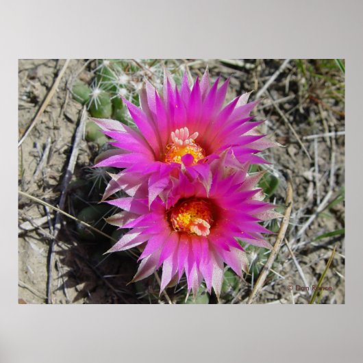F5 Ball Cactus Blume Escobaria vivipara Poster (Vorne)