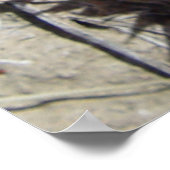 F5 Ball Cactus Blume Escobaria vivipara Poster (Ecke)