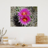 F5 Ball Cactus Blume Escobaria vivipara Poster (Küche)