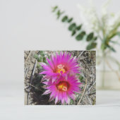 F5 Ball Cactus Blume "Escobaria vivipara" Postkarte (Stehend Vorderseite)