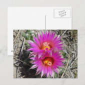 F5 Ball Cactus Blume "Escobaria vivipara" Postkarte (Vorne/Hinten)