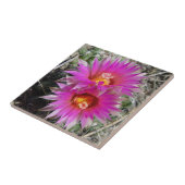 F5 Kaktus-Blumen "Escobaria vivipara " des Ball- Fliese (Seite)