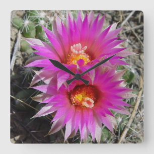 F5 Kugelkaktus "Escobaria vivipara" Quadratische Wanduhr