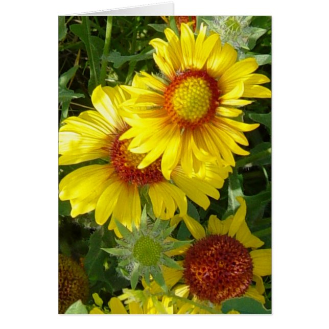 F6 Gelbe Wildblumen Gaillardia (Vorne)