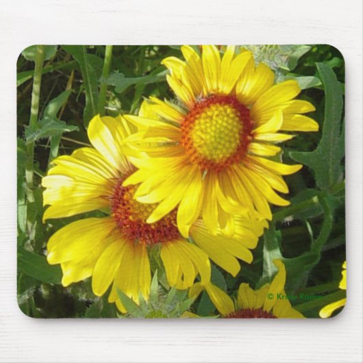 F6 Gelbe Wildblumen Gaillardia Mousepad (Vorne)