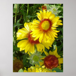 F6 Gelbe Wildblumen Gaillardia Poster