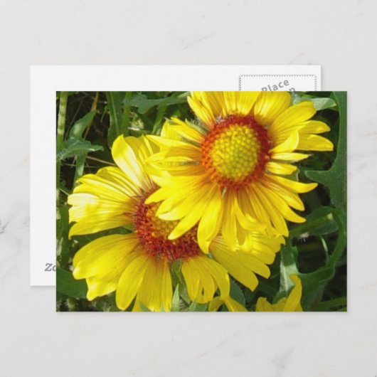 F6 Gelbe Wildblumen Gaillardia Postkarte (Vorne/Hinten)