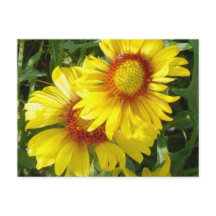 F6 Gelbe Wildblumen Gaillardia
