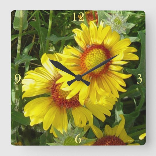 F6 Gelbe Wildblumen Gaillardia Quadratische Wanduhr (Vorderseite)