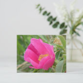 F7 Alberta Wild Rose Postkarte (Stehend Vorderseite)