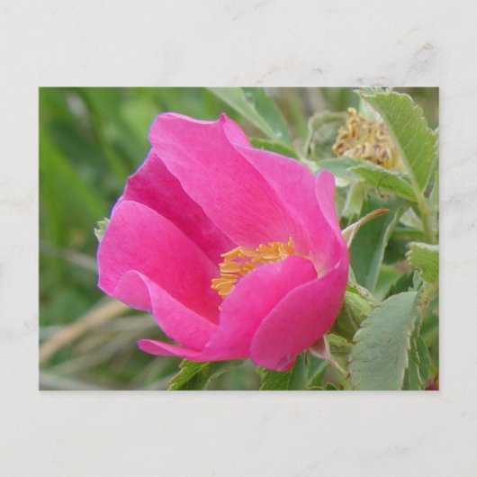 F7 Alberta Wild Rose Postkarte (Vorderseite)