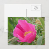 F7 Alberta Wilde Rose Postkarte (Vorne/Hinten)
