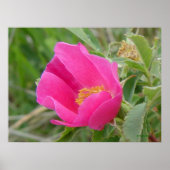 F7 Wilde Rose Hellrosa Blossum Poster (Vorne)