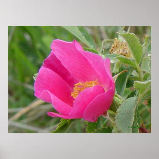 F7 Wilde Rose Hellrosa Blossum Poster (Vorne)